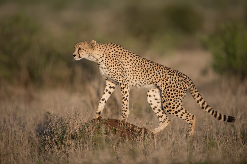 Zanzibar Leopard