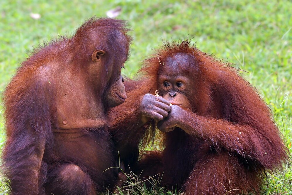 Orangatang
