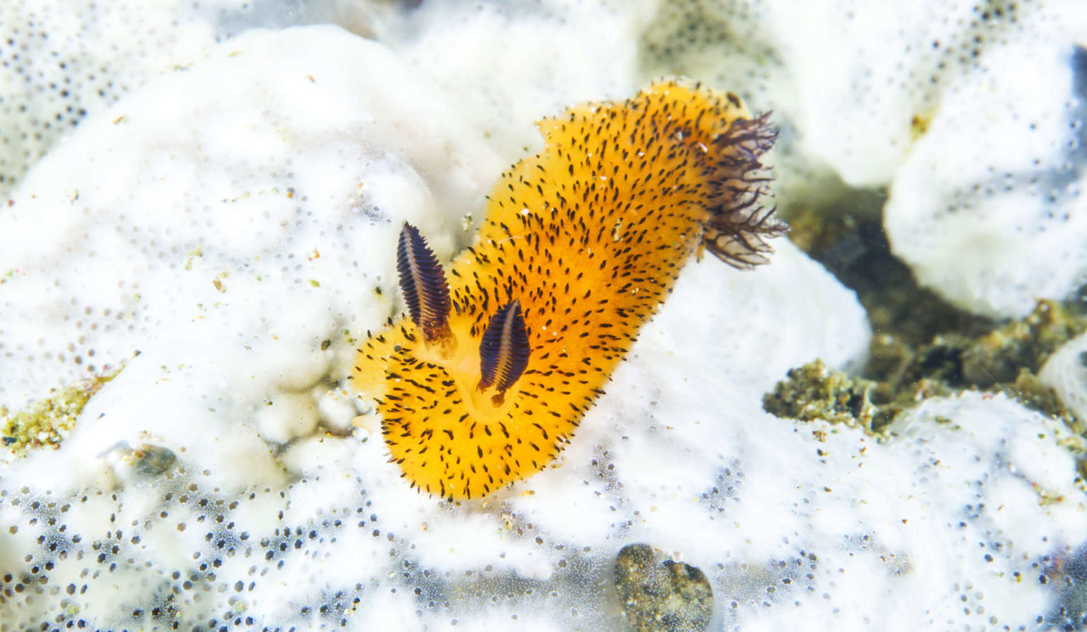 Sea Bunny