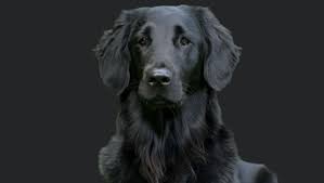 Black Golden Retriever