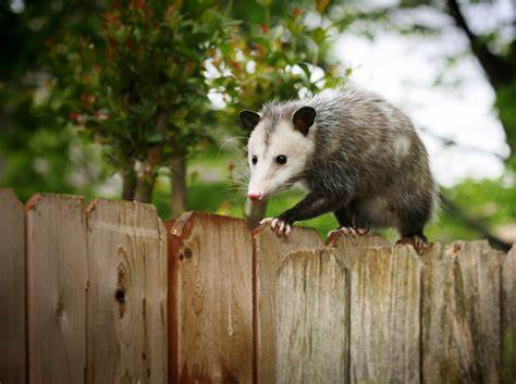 Tñacuache: Nature's Nighttime Guardian and Its Role in Ecosystem Health