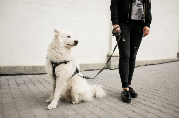 Achieve Better Control: The Benefits of Adjustable No-Pull Dog Harnesses