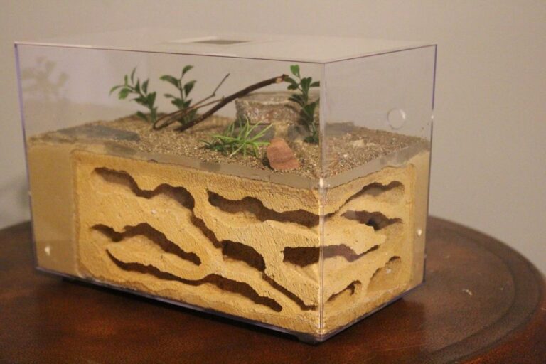 formicarium cheap