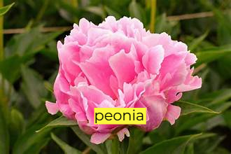 peonia