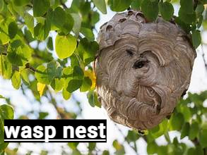 wasp nest