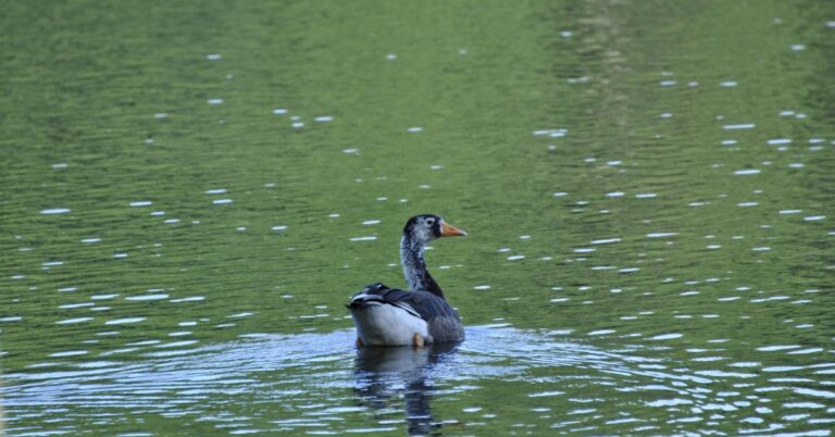 odd goose