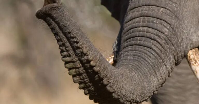 elephant trunk