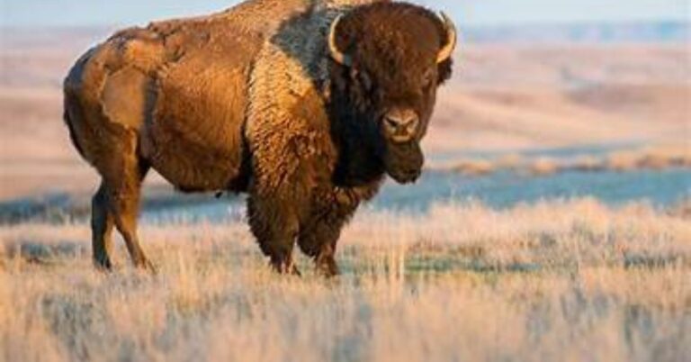 american bison news