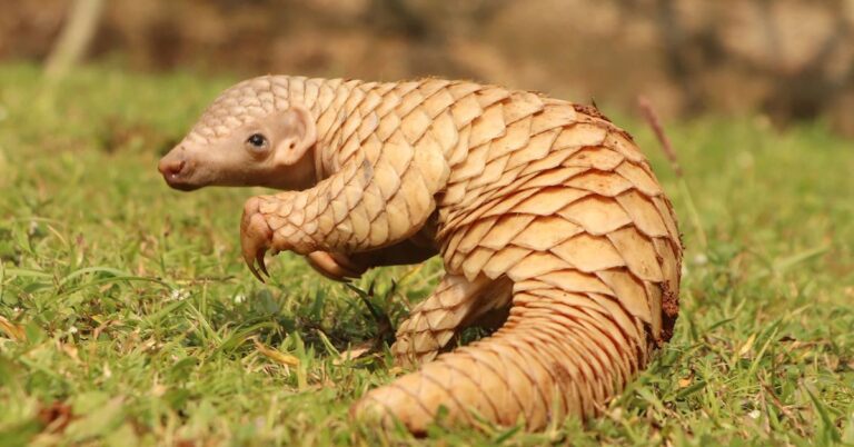 pangolin