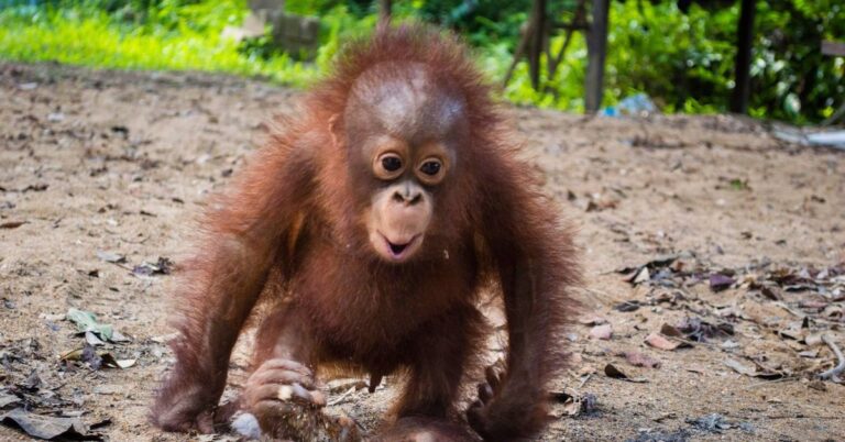 baby orangutan