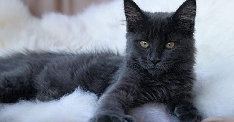 black maine coon