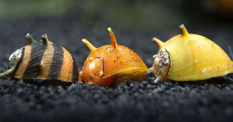 nerite snails