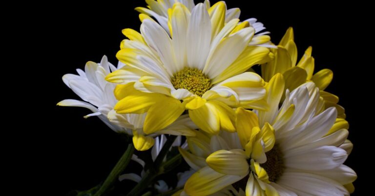 yellow and white daisy