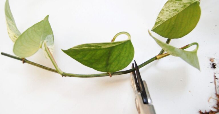 how to propagate pothos