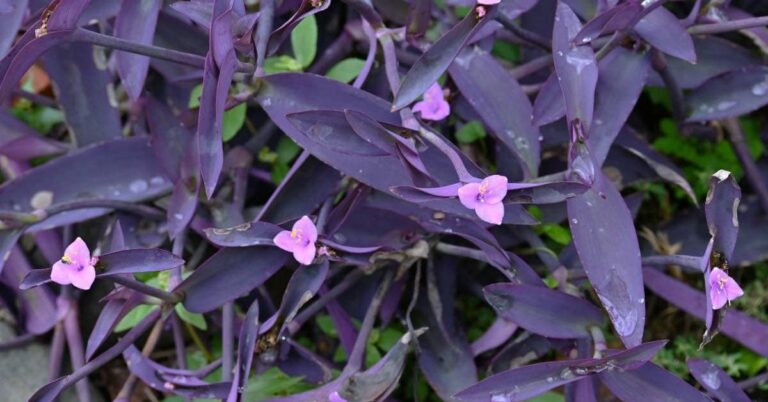 wandering jew plant care