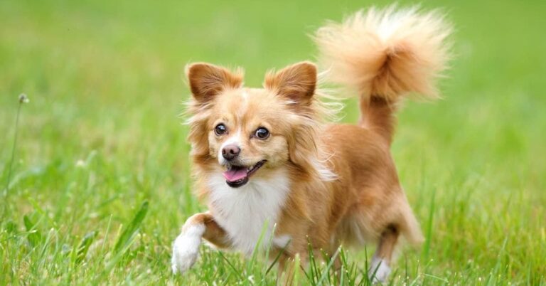 long hair chihuahua