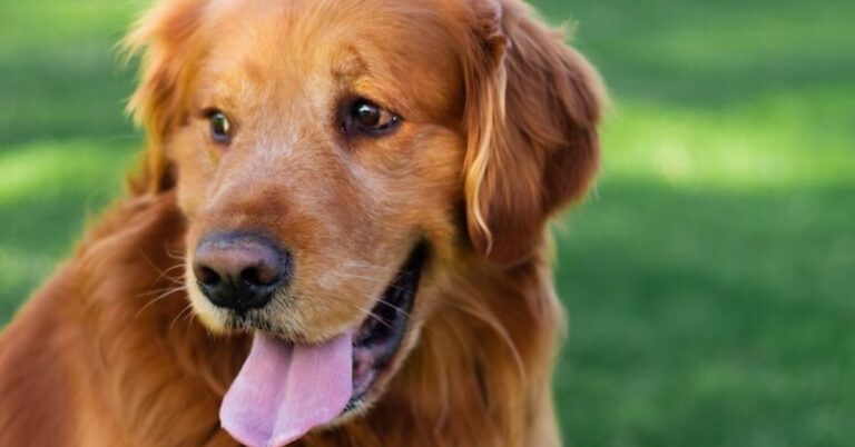 red golden retriever