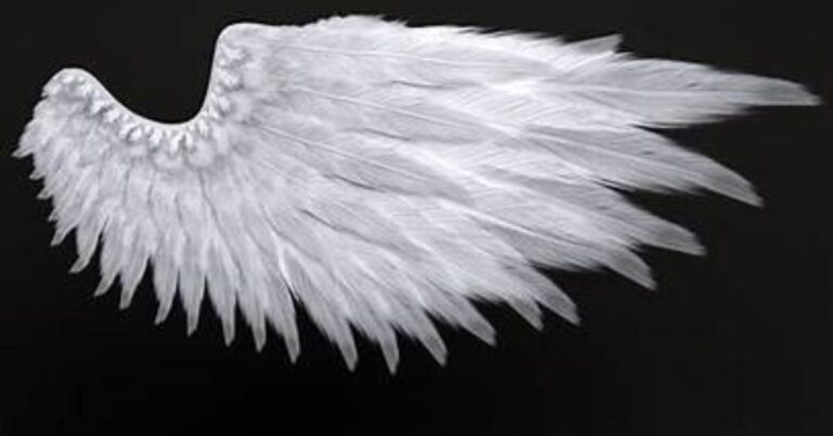 angel wings