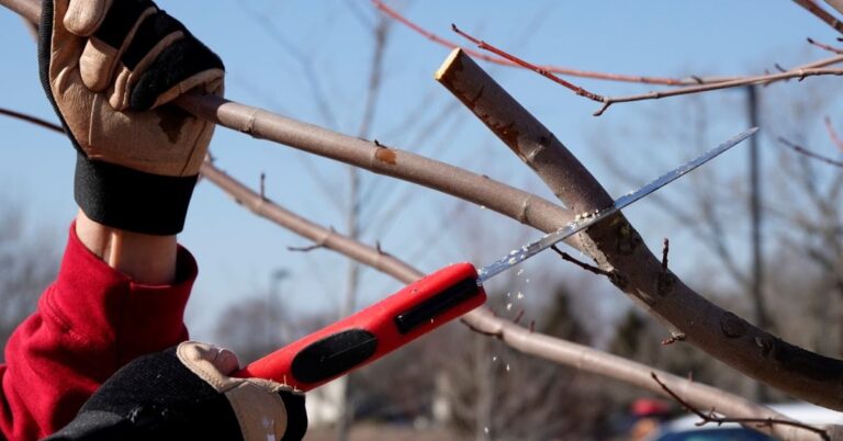 tree pruning in dumfries va