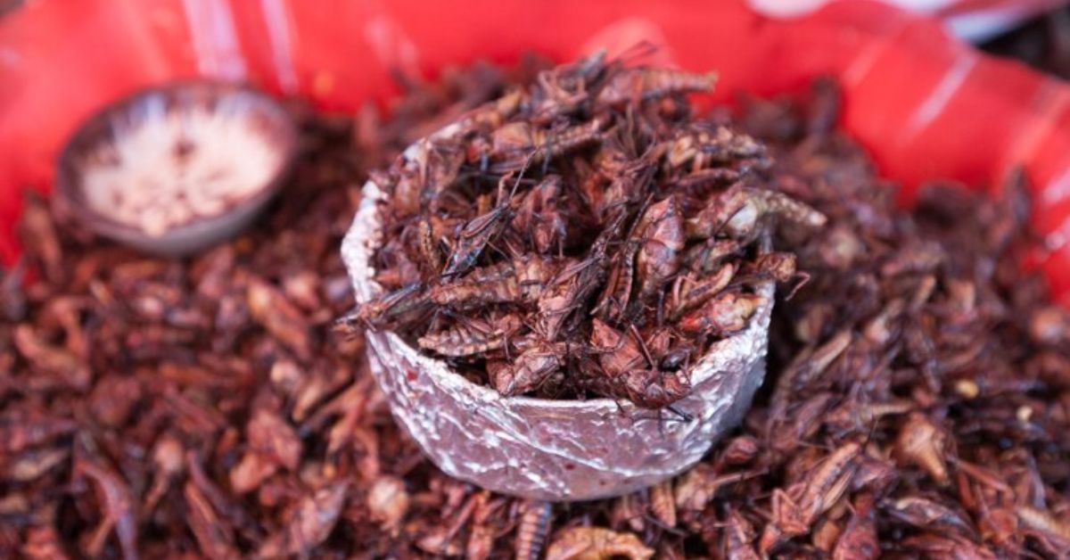 what do crickets eat