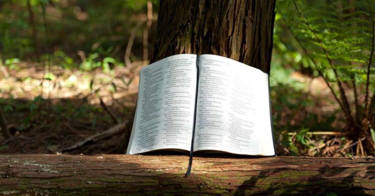 synopsis of the god of the woods