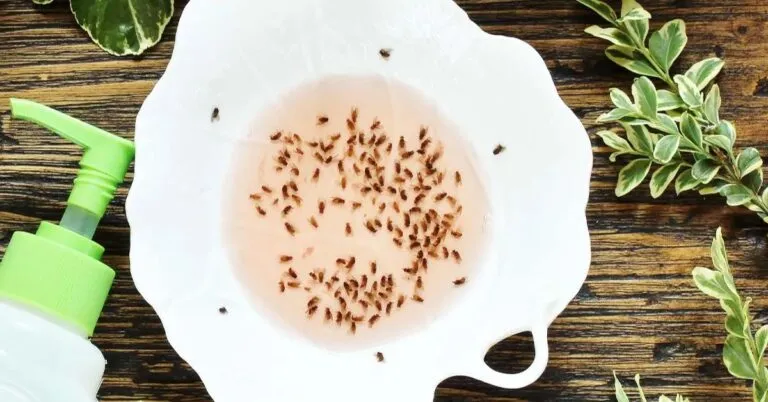 how to get rid of gnats